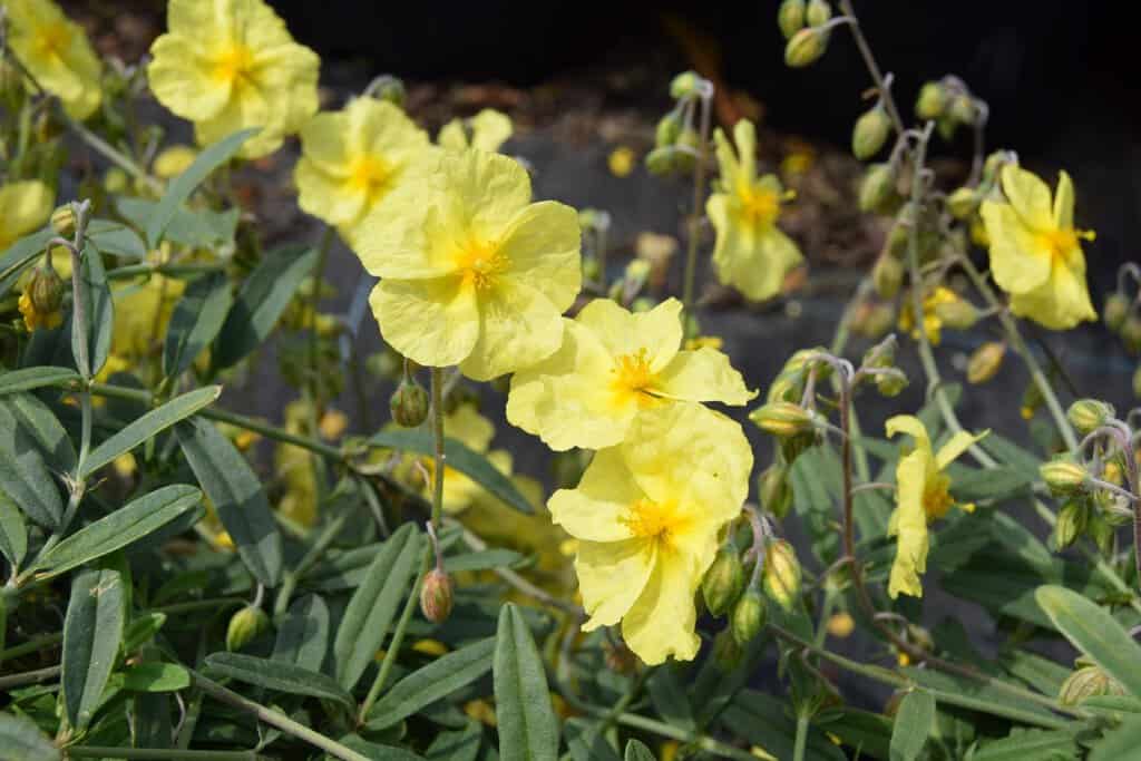 Helianthemum 'Wisley Primrose' ---